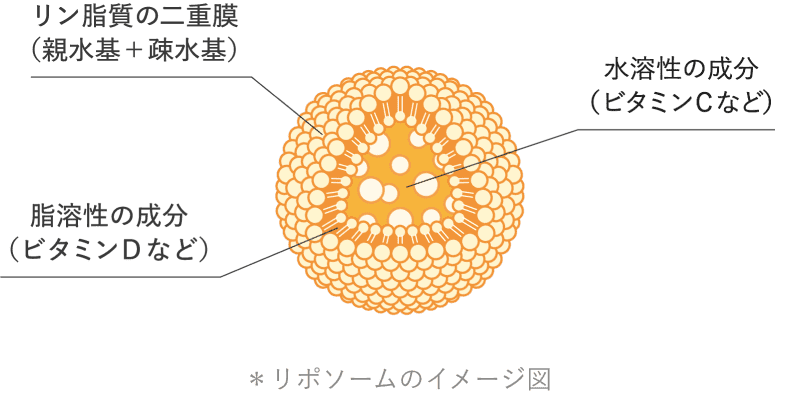 Image diagram of liposome